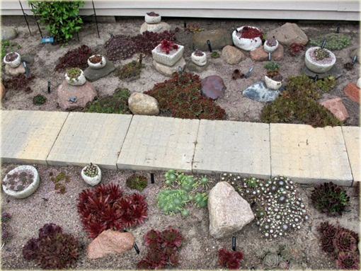 Rojnik drobny Giuseppi



 Sempervivum Giuseppi