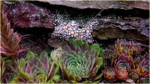 Rojnik malinowy Othello


 Sempervivum Othello

