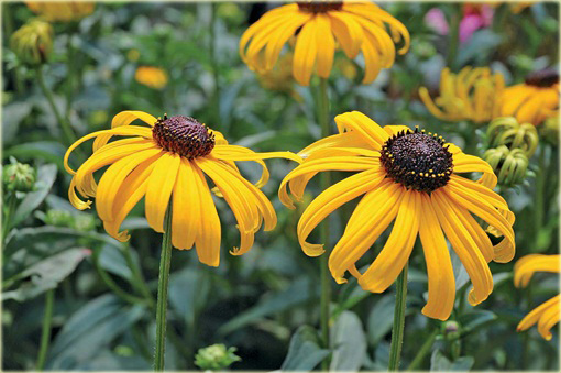 Rudbekia błyskotliwa Early Bird Gold Rudbeckia fulgida