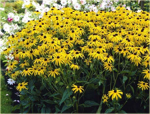 Rudbekia owłosiona Goldstrum Rudbeckia hirta