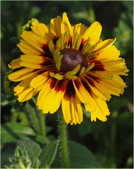 Rudbekia Peking Rudbeckia