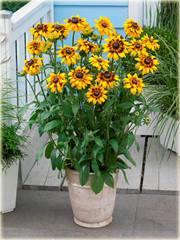 Rudbekia Peking Rudbeckia