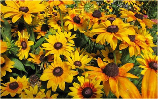 Rudbekia Summerina Yellow Rudbeckia