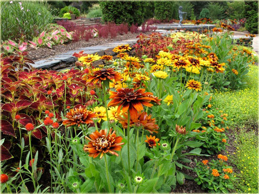 Rudbiekia owłosiona Cherokee Sunset Rudbeckia hirta