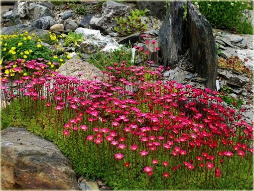 Skalnica Arendsa Harder Zwerg Saxifraga x arendsii