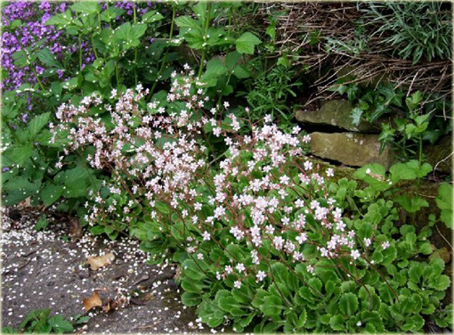 Skalnica cienista Saxifraga urbium