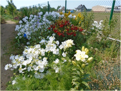 Ślaz piżmowy Malva moschata