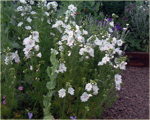 Ślaz piżmowy Malva moschata