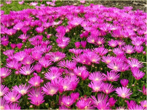 Słonecznica czerwona Delosperma cooperii