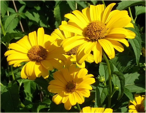 Słoneczniczek Heliopsis helianthoides
