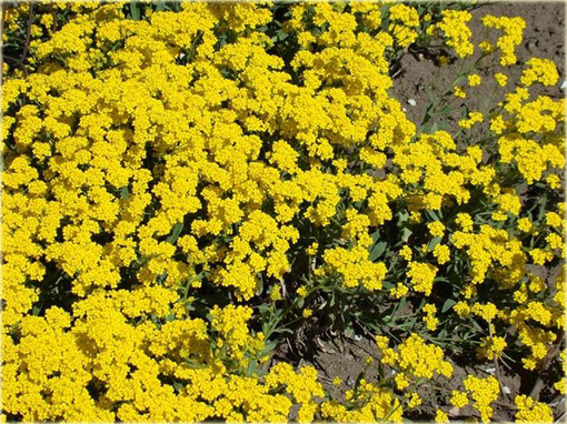 Smagliczka górska Alyssum montanum