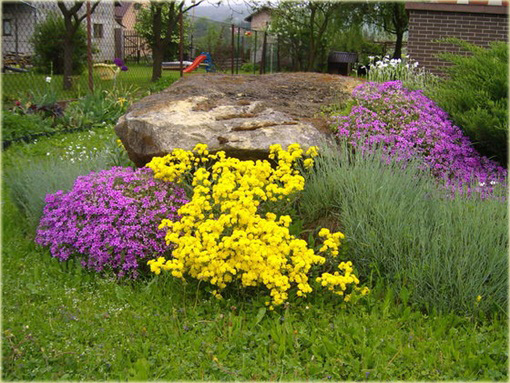 Smagliczka górska Alyssum montanum