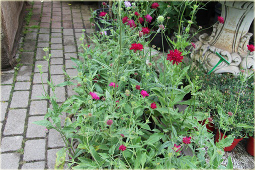 Świerzbnica macedońska Melton Pastels Knautia macedonica