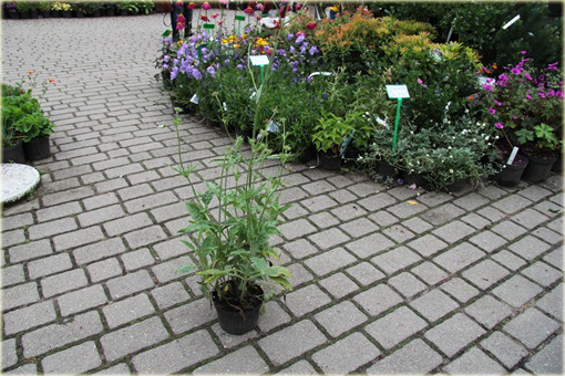 Świerzbnica macedońska Melton Pastels Knautia macedonica