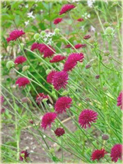 Świerzbnica macedońska Melton Pastels Knautia macedonica