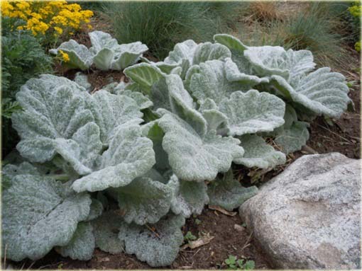 Szałwia srebrna Artemis Salvia argentea
