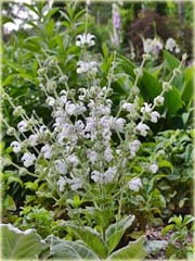 Szałwia srebrna Artemis Salvia argentea
