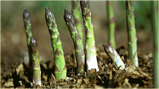 Szparag Gijnlim Asparagus