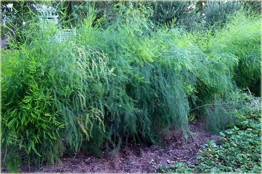 Szparag Gijnlim Asparagus