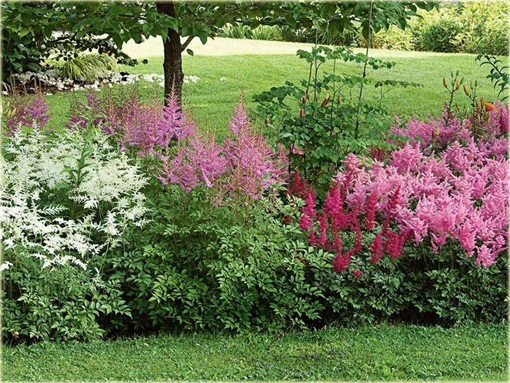 Tawułka Astilbe arendsii