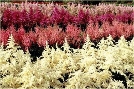 Tawułka Show Star Astilbe arendsii
