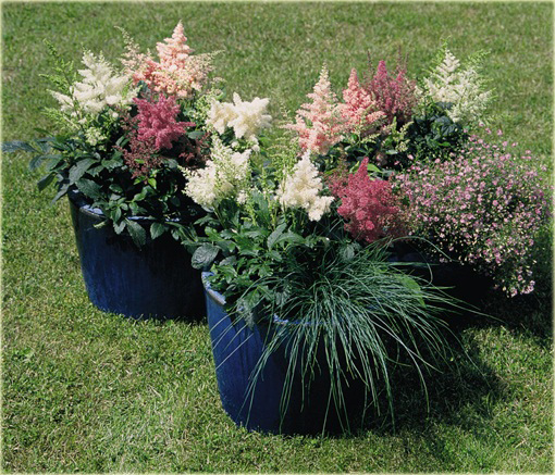 Tawułka Show Star Astilbe arendsii