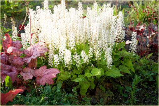 Tiarella Wherry'ego Tiarella wherryi