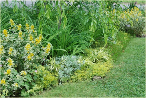 Tojeść kropkowana Variegata Lysimachia punctata Variegata