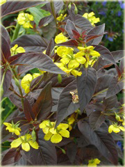 Tojeść orzęsiona Firecraker Lysimachia ciliata
