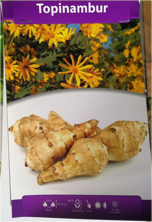 Topinambur, Słonecznik bulwiasty Helianthus tuberosus
