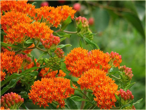 Trojeść bulwiasta Asclepias tuberosa