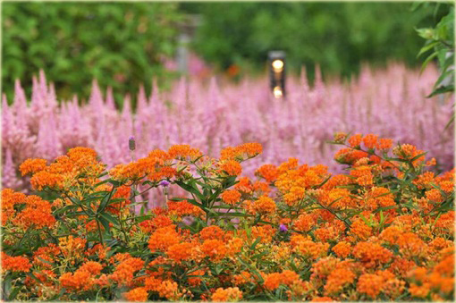 Trojeść bulwiasta Asclepias tuberosa