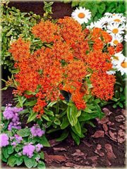 Trojeść bulwiasta Asclepias tuberosa