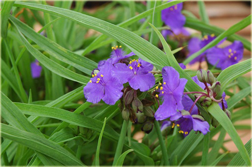 Trzykrotka Tradescantia x andersoniana