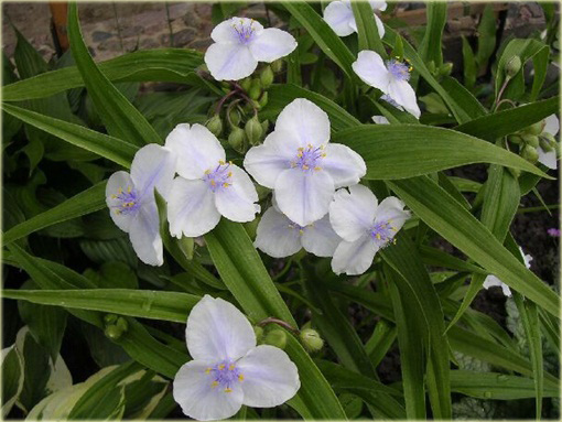 Trzykrotka Tradescantia x andersoniana