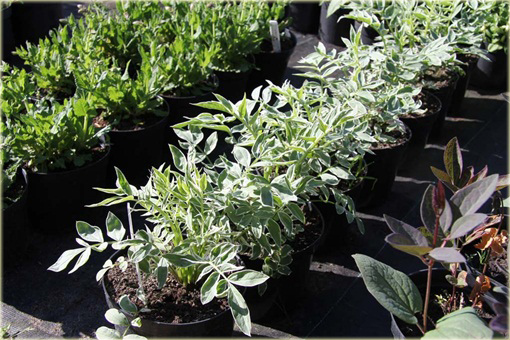 Wielosił rozesłany Touch of Class Polemonium reptans