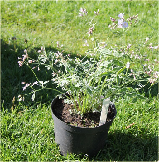 Wielosił rozesłany Touch of Class Polemonium reptans