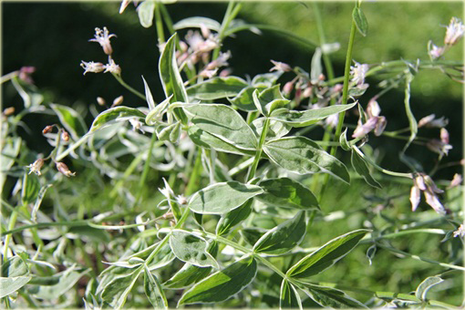Wielosił rozesłany Touch of Class Polemonium reptans
