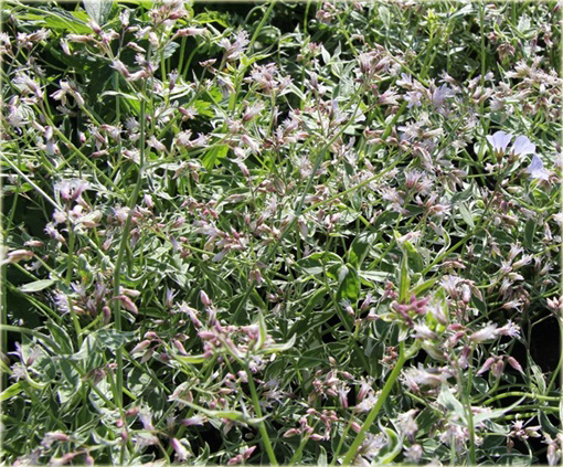 Wielosił rozesłany Touch of Class Polemonium reptans