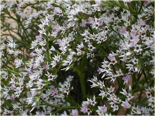 Zatrwian tatarski Goniolimon tataricum