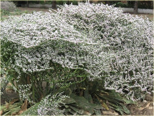 Zatrwian tatarski Goniolimon tataricum