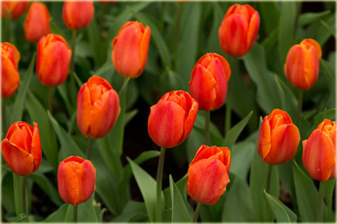 Tulipan Prins Willem-Alexander pomarańczowy Tulipa Triumph