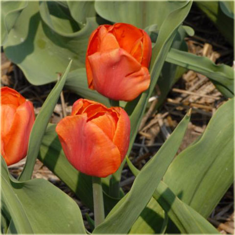 Tulipan Prins Willem-Alexander pomarańczowy Tulipa Triumph