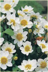 Dalia karłowa Top Mix White Dahlia variabilis liliput