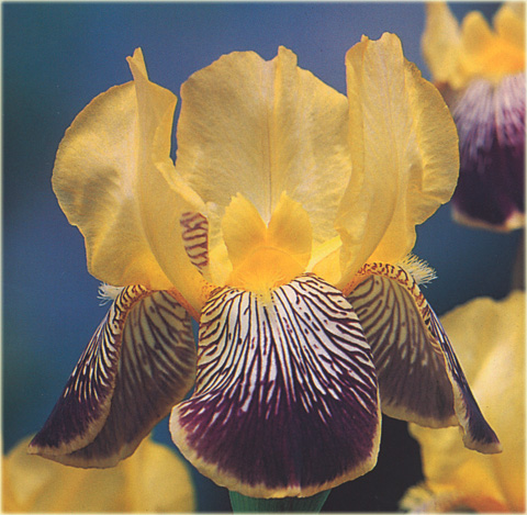 Irys bródkowy Nibelungen, Iris barbata Nibelungen, kosaciec, kosaćce