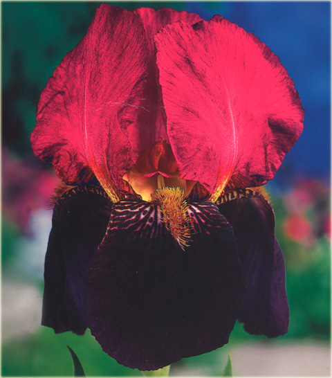 Irys bródkowy Sen Lac czerwono-fioletowy, Iris barbata, Iris germanica, kosaciec, kosaćce