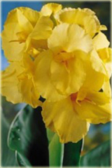Paciorecznik ogrodowy Yellow Humbert żółty Canna generalis Yellow Humbert
