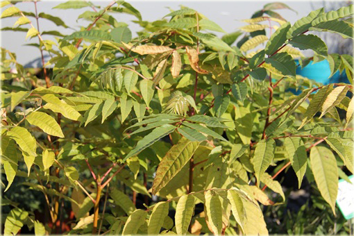 Drzewo warzywne, Cedrela,  Cedrówka chińska Toona sinensis