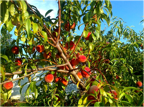 Brzoskwinia zwyczajna Redhaven Prunus persica Redhaven