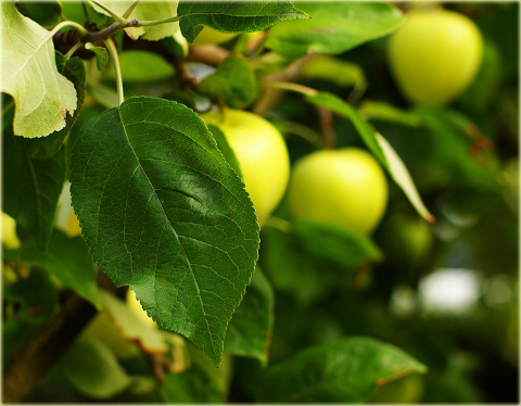 Jabłoń domowa Oliwka Żółta Malus domestica Oliwka Żółta